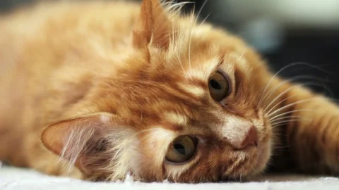 Cute Yellow Cat Looks at Camera 스톡 동영상 96231291