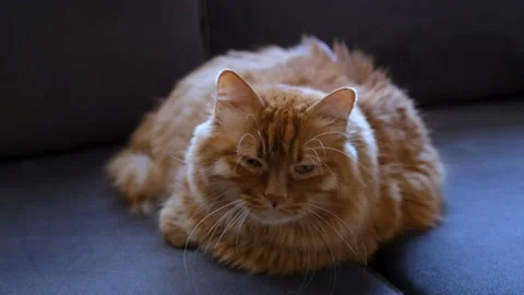 Cute Yellow Cat Looks Camera and Blinks His Eyes 스톡 동영상 168219768