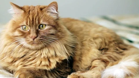 Cute yellow cat looks directly to right side of camera Stock-Footage 87091981