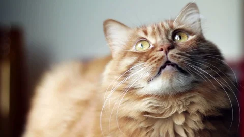 Cute Yellow Cat Looks Up To Down Video stock 96241850