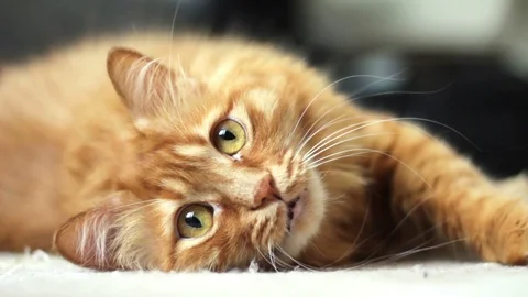 Cute Yellow Cat Lying on the Floor and Watching Someting Curiously 스톡 동영상 96233879
