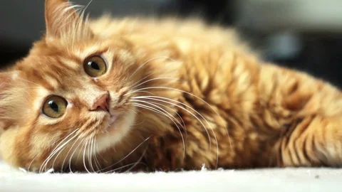 Cute Yellow Cat Lying on the Floor and Watching Someting Curiously 스톡 동영상 96234517