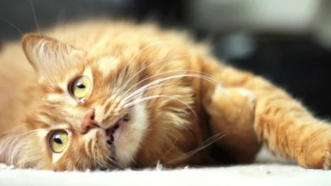 Cute Yellow Cat Lying on the Floor and Watching Someting Curiously 스톡 동영상 96234536