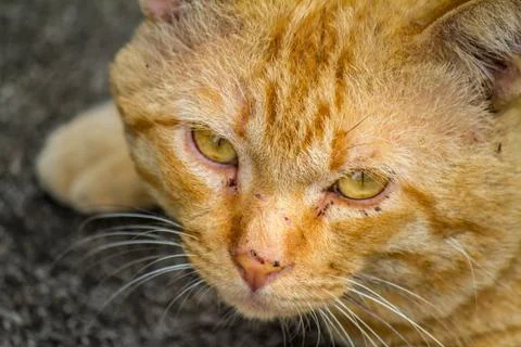 Cute  yellow cat Foto stock