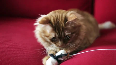 Cute Yellow Cat Playing with a Toy - On the Red Couch Stock Footage 35404232