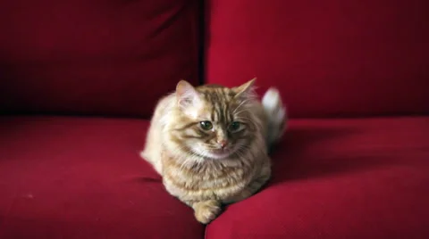 Cute Yellow Cat Ready to Sleep 스톡 동영상 35522063