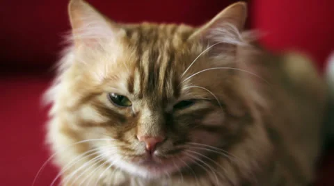 Cute Yellow Cat is ready to Sleep Stock Footage 35523014