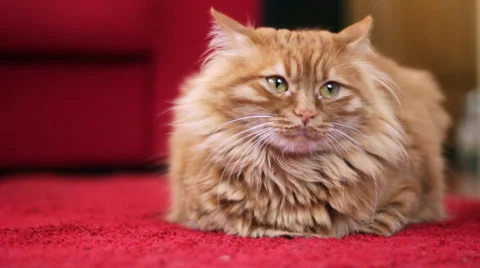 Cute Yellow Cat is Ready to Sleep Stock-Footage 50187641