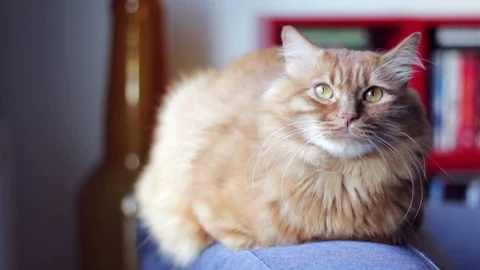Cute Yellow Cat Sits On Couch And Looks At Camera Stock Footage 96240372