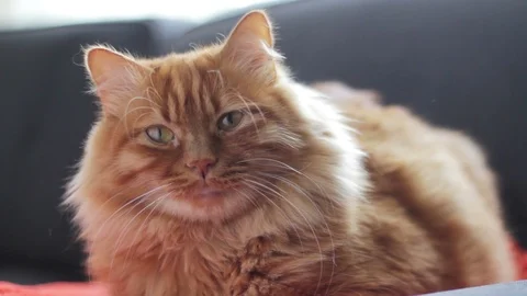 Cute Yellow Cat Sits On Couch And Looks At Camera Stock-Footage 98983977