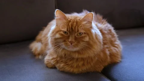Cute Yellow Cat Sitting on Couch and Looking Camera Tenderly 스톡 동영상 168218981