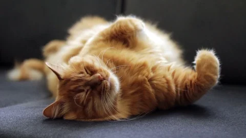 Cute Yellow Cat Sleeping On Couch 스톡 동영상 96242418