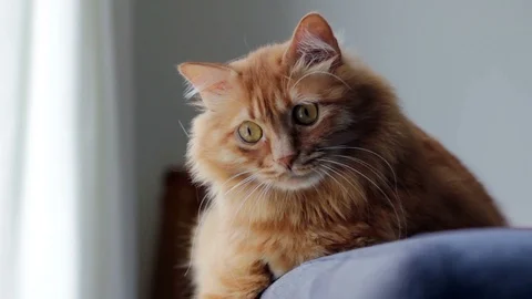 Cute Yellow Cat Staring at Something and Just Moving It's Ears 스톡 동영상 96234866