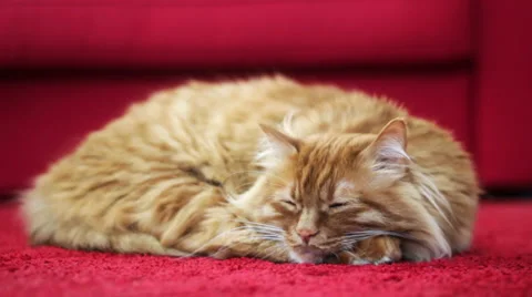 Cute Yellow Cat Waking Up Stock Footage 50294692