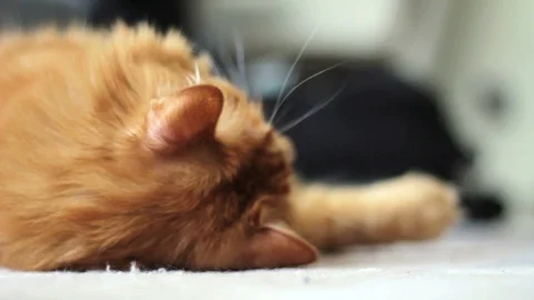 Cute Yellow Cat Waking Up Stock Footage 96233096