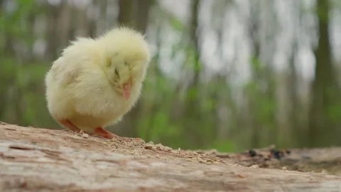 A Cute Yellow Chick is Currently Exploring the Beautiful Nature in the Bustling Stock Footage 309334779