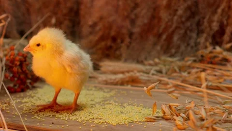 A Cute Yellow Chick Discovering and Exploring Its Beautiful Environment with Stock Footage 313284469