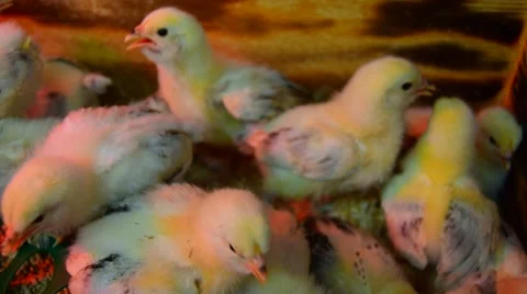 Cute Yellow Chicks Stock Footage 48081426