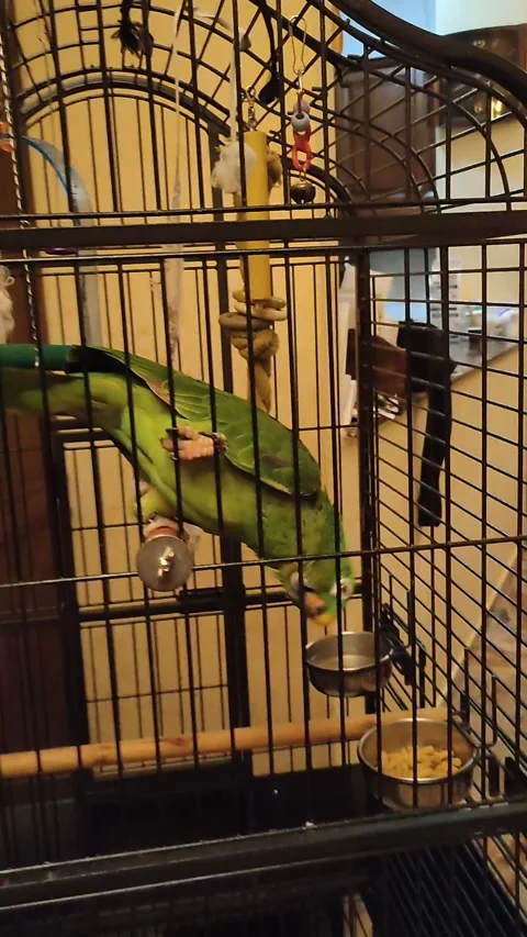 Cute Yellow-Crowned Amazon Parrot Singing, Barletta, Italy - 09 Nov 2021 Stock Footage 329068443