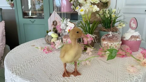 Cute yellow duckling on the table. The table is decorated with spring flowers Stock Footage 186063136