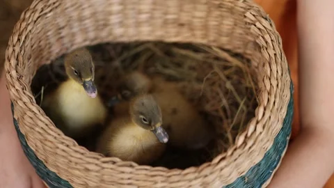 Cute yellow ducklings in a basket Stock Footage 243846590