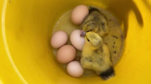 Cute yellow ducklings with eggs in a yellow bucket, poultry hatching concept Stockbeeldmateriaal 337553907