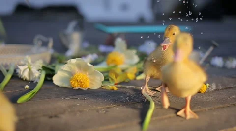 Cute yellow ducklings having fun under water drops Stock Footage 68014860
