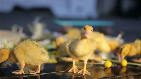 Cute yellow ducklings walking under water drops 動画素材 68015183