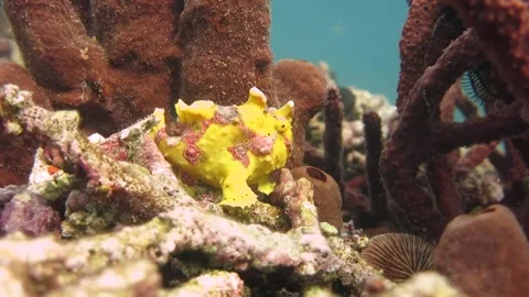 Cute Yellow Frog Fish Stock Footage 158036002