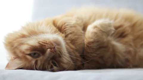 Cute Yellow Ginger Cat Lie On His Back Stock Footage 97277142