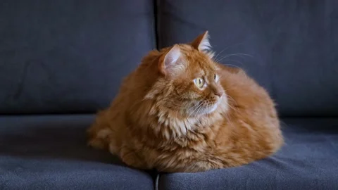 Cute yellow ginger cat staring at something outside 스톡 동영상 168220671