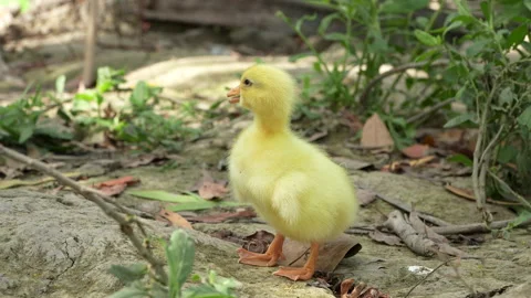 Cute Yellow Gosling Calling Looking For Mother Rural Farm Stock-Footage 330279106