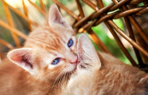 Cute yellow kitten Foto stock