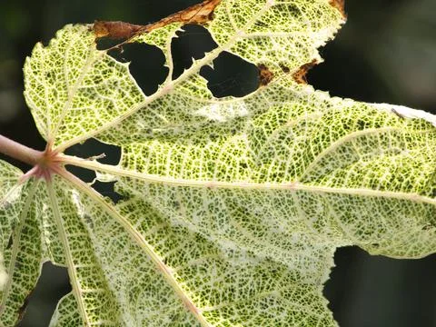 Cute yellow Leaf Stock Photos