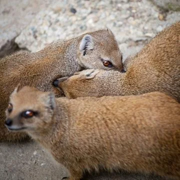 Cute yellow mongoose Fotos Stock