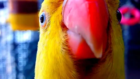 Cute Yellow Parrot Video stock 206952104