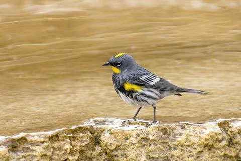 Cute yellow rumped warbler. Stock Photos