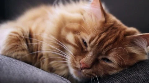 Cute yellow sleepy cat blinking his eyes Stock Footage 74397656