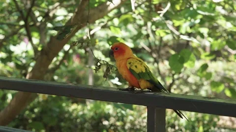 Cute Yellow sun conure bird perched on the tree branch inside the bird park. Stock Footage 253808100