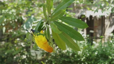 Cute Yellow sun conure bird perched on the tree branch inside the bird park. Stock Footage 253808853