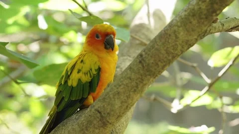 Cute Yellow sun conure bird perched on the tree branch inside the bird park. Stock Footage 253808927