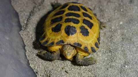 Cute Yellow Tortoise in Sandy Enclosure Pet Reptile Stock Photos