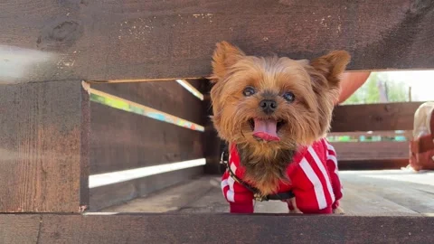 Cute Yorkshire Terrier close-up portrait Stock Footage 346019159