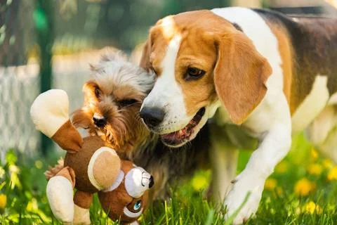  Cute Yorkshire Terrier dog and beagle dog chese each other in backyard. C... Stock Photos