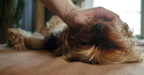 Cute yorkshire terrier dog lying funny belly up on bed. Owner petting, stroking Stock Footage 248182353