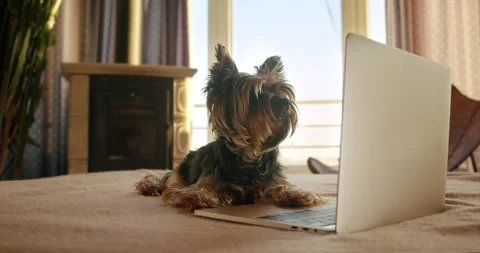 Cute yorkshire terrier dog using laptop. Watch content online. Funny pet laptop Video stock 249493852