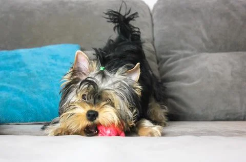 Cute Yorkshire Terrier puppy chewing on red toy on gray couch in a funny pose Stock Photos