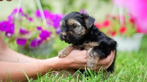 A cute, Yorkshire terrier puppy sits in the guy's arms looking at the camera Stock Footage