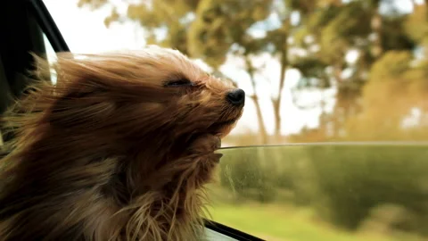 Cute Yorkshire Terrier with windblown hair looking out of car window Stock Footage