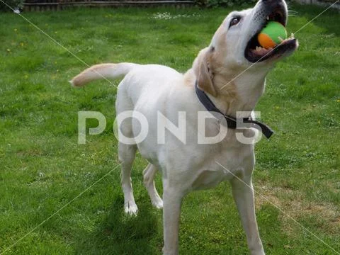 Cute young adult yellow labrador playing with ball in garden Stock Photos